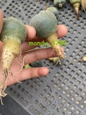 10pcs Succulent cactus home potted Garden beautiful Plants seedgrowth
