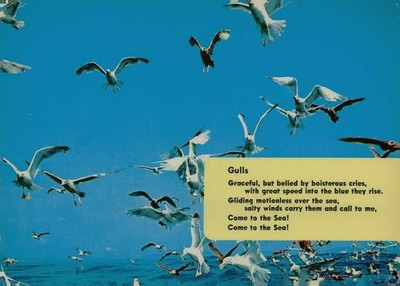 Vintage Seagulls Flying Ocean Nature Art Ozzie Sweet Chrome Postcard