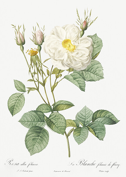 Rosa Alba - White Leaf Of Fleury - 1800's - Pierre Redoute