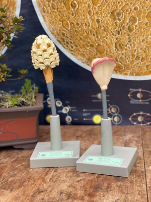 Vintage Schule pädagogische Modelle von SCHOTTISCHEN KIEFER 1960er BOTANISCH Brendel Modell 