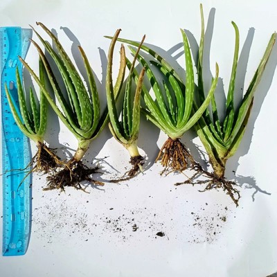 Live Aloe Vera Chinensis Plant  Spotted Aloe Succulent | Easy Care |  Buy2Get1 | eBay