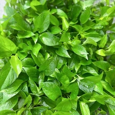 8 PACK LIVE 4 inch pot Jade Pothos Epipremnum Aureum Devil’s Ivy