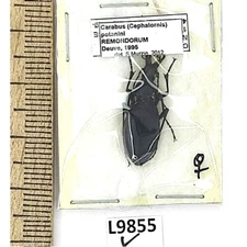 Carabidae, Carabus potanini remondorum, female, A1, China