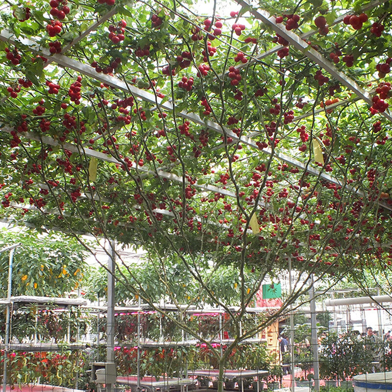 6Pcs TOMATO GIANT TREE Seeds HEIRLOOM Vegetable Garden HEAVY YIELD 6pcs-tomato-giant-tree-seeds-heirloom-vegetable-garden-heavy-yield