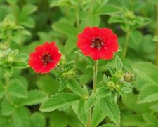 Potentilla atrosanguinea, Brightest scarlet Cinquefoil 9cm pot- Lot of 3