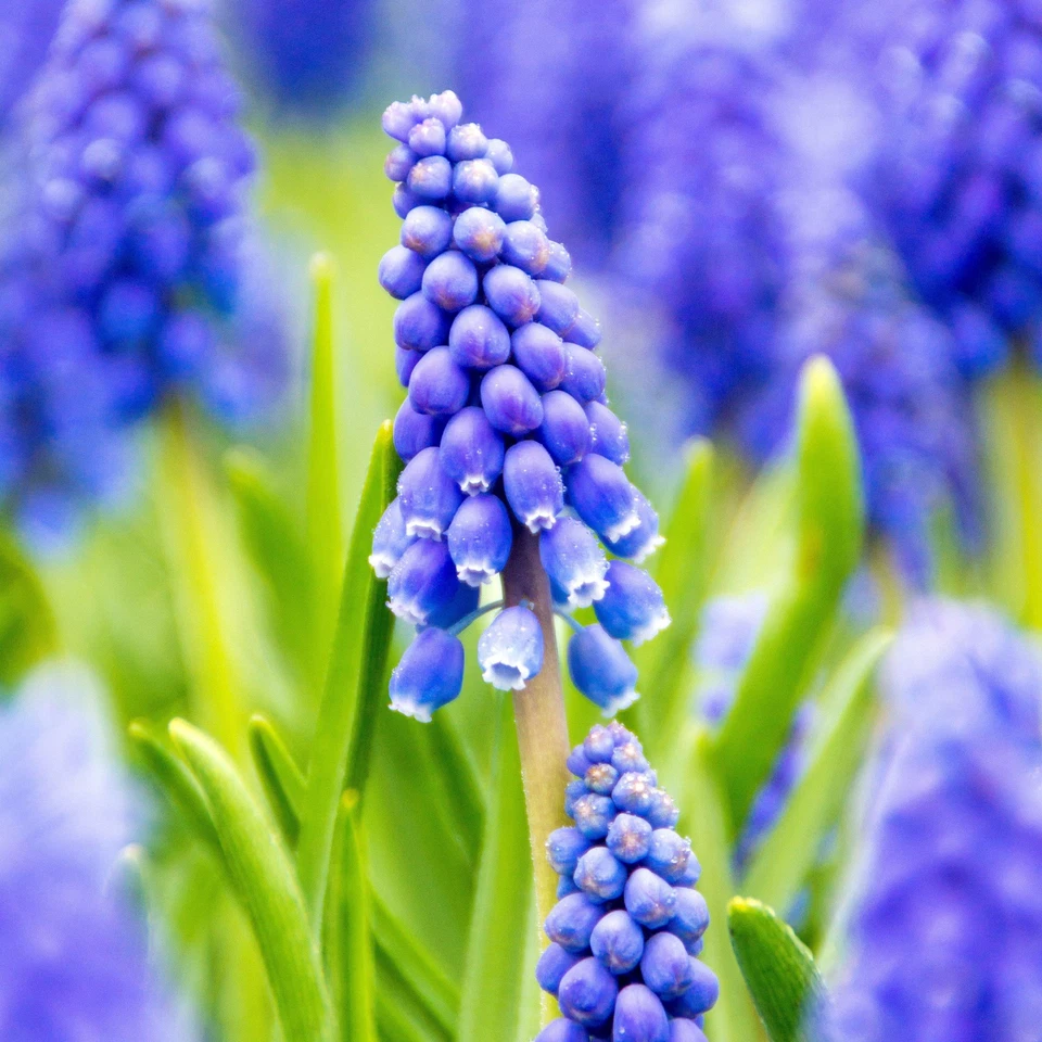 Bombillas de plantas de mezcla de serenidad Muscari y Narciso fáciles de cultivar 2 paquetes zonas 4-8 Foto 4 de 4
