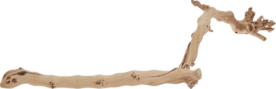 Forest Branch, Large