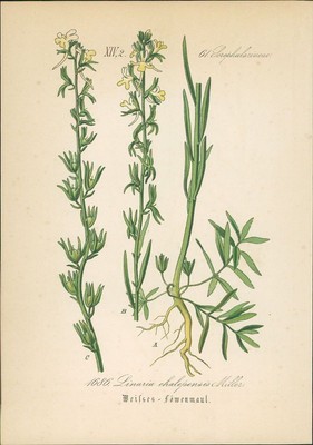 Chromolithographie : Weisses Löwenmaul. Linaria chalepensis Miller. Scrophularia