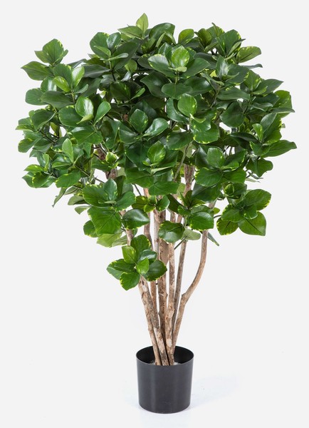 Artplants KüNstliche Clusia Maasym, EchtstäMme, GrüN, 110Cm-image