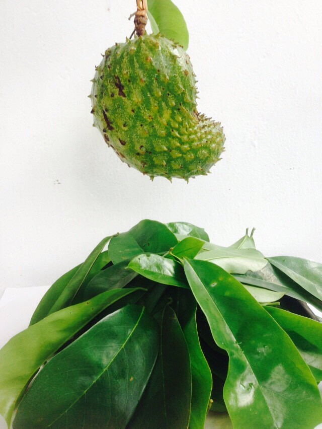 100% Organic  dried Soursop Leaves Annona muricata Leaf free shipping.