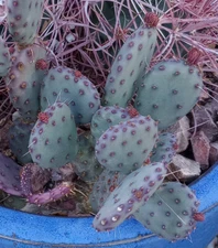 Opuntia gosseliniana Arizona Santa Rita Small Purple Pads Cold Hardy 1 Pad #101