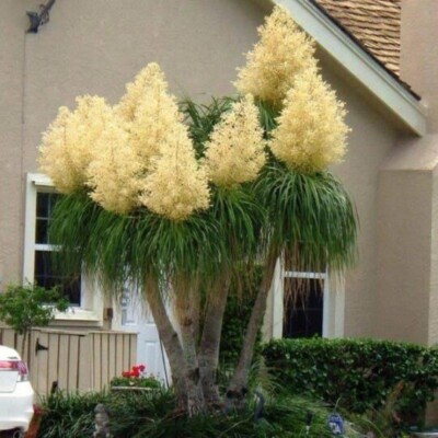 flower seeds near me Ferry-Morse 1 lb. Annual Mix Bulk Flower Seeds