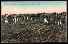 Argentina, Indios cosechando cana de azucar, ...