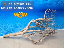 🪴 XXL Tee Strauch Aquarium Wurzel  1A Qualität 💯 Talawa Wurzel 