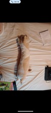 Soft Long Cat Plush Toy