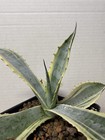 Agave Americana Yellow Edge Variegated Succulent 213 Plant Striata — photo 3