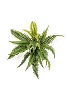 Artplants Deko Schwertfarn Alsawo Auf Steckstab, GrüN, 45Cm