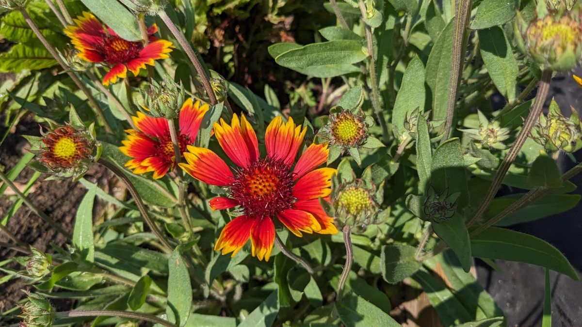 SEED-Blanket Flower Gallardia Perennial Long Lasting Bloom for Cutting