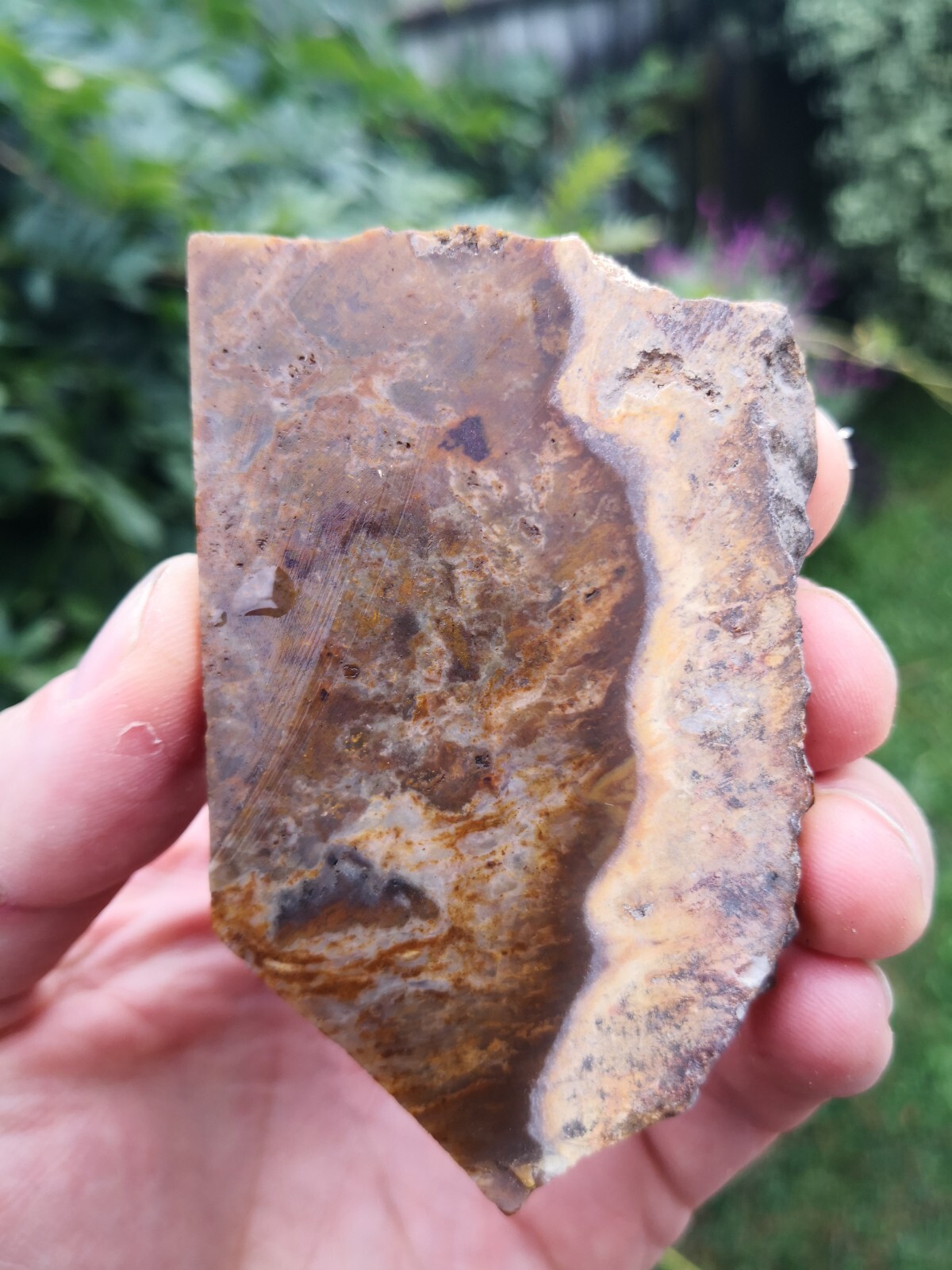 Petrified wood slab from New Zealand for lapidary carving and crystal work