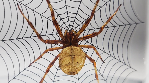 Spider on web with fly, insects in resin, oddities decor, Araneus ventricosus - Video 1 of 1
