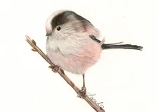 Long Tailed Tit, Garden Song Bird Wildlife Art PRINT Gift for Bird Lovers  
