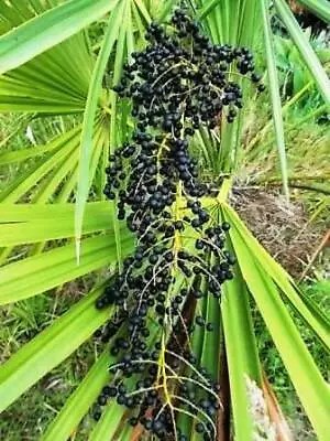 Palmetto Dwarf Palm Seeds 4 Sale Here Online Plants