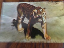 OLDER POSTCARD TIGER SUMATRA FROM THE SAN DIEGO ZOO