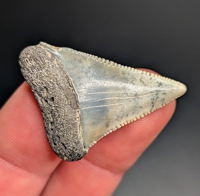 Gorgeous One Of A Kind 1.45'' Great White Shark Tooth North Florida Gem