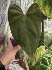 Anthurium Clone Carla x Forgetii x SP Wide lobes