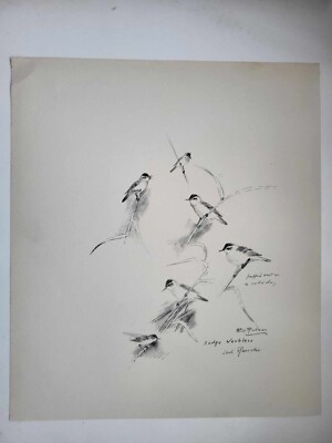 Vintage Bleistiftzeichnung Druck 1938 Vögel Skizzen Seggensänger