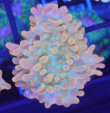 [WYSIWYG] Jason Fox Vino Monti Frag #2 Easy Montipora SPS Live Coral