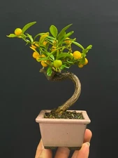 japanese shohin kinzu bonsai tree