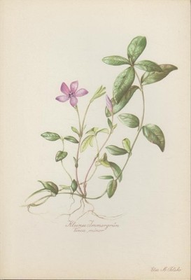 Kleines Immergrün. (Vinca minor) Kunstdruck nach Aquarell von Elsa M. Felsko.