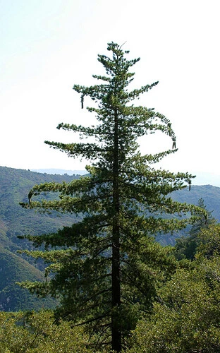 Semillas de árbol de pino azucarero, (rey de los pinos), Pinus lambertiana Foto 2 de 4