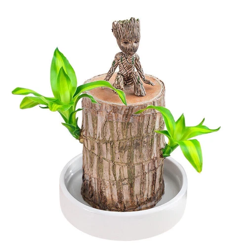 Groot Green Plant Brazilian Wood Water Raise Lucky Wood Potted Small Tree Peo UK - Picture 10 of 19