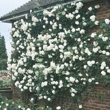 POTTED 2 LITRE CLIMBING ROSE ICEBERG PERENNIAL PLANT