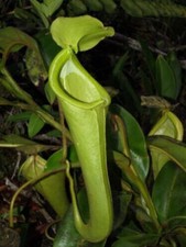 NEPENTHES CHANIANA – Fleischfressende Pflanze, 10 Samen