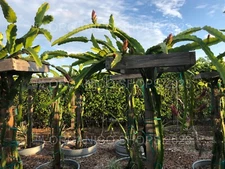 DRAGON FRUIT CUTTING - MULTIPLE VARIETIES