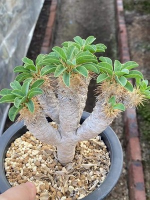 RareSucculent cactus plant Euphorbia guillauminiana Garden seedgrowth
