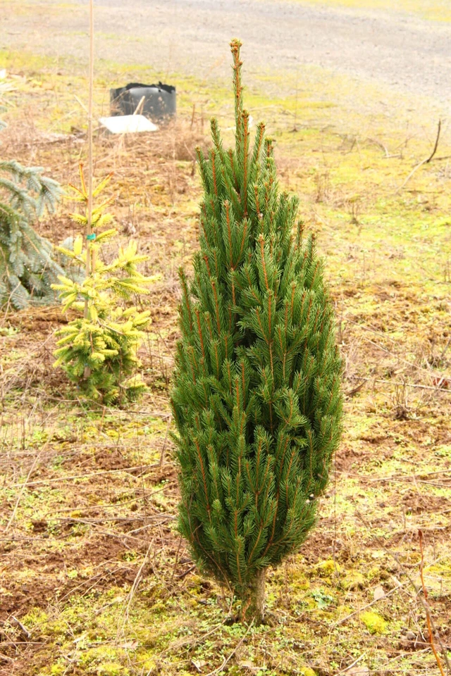 Picea abies 'Cupressina' - Norway Spruce *Live Plant - Image 2 of 4