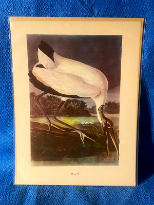 Audubon Bird Wood Ibis Color Print 9x12   Loc D