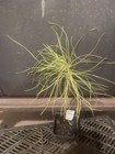 Loblolly Pine Tree — photo 2