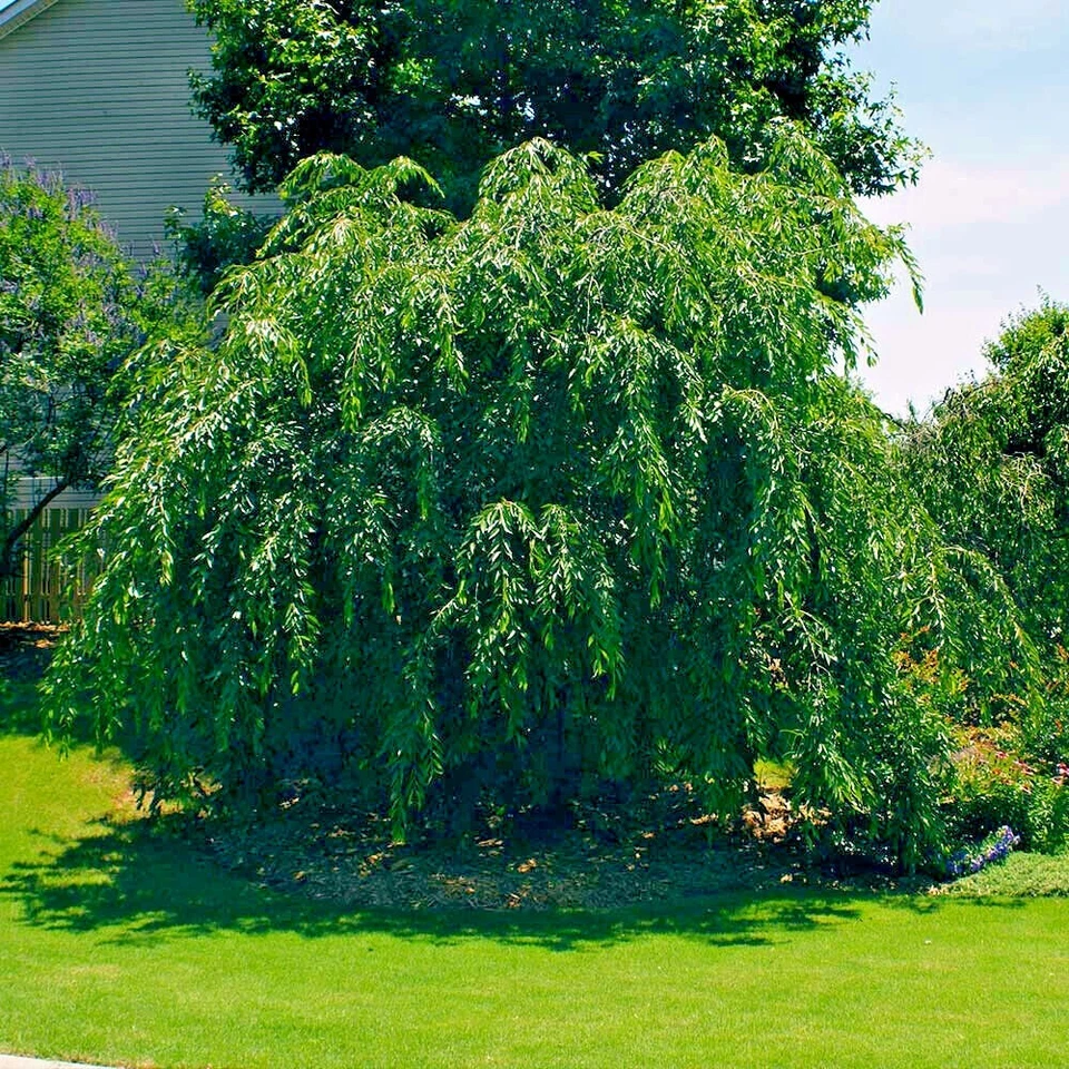 Semillas (péndula) de flor de cerezo en flor japonés "WEEPING SAKURA" resistente rápido Foto 3 de 4