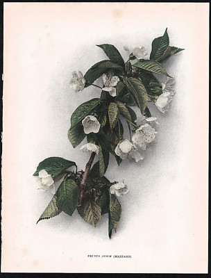 1915 Original Antique Cherry Print Prunus Avium (Mazzard)