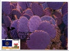 Dr Jim Stamps Maximum Card Utah State Flag Forever Fdc Flags Of Our Nation