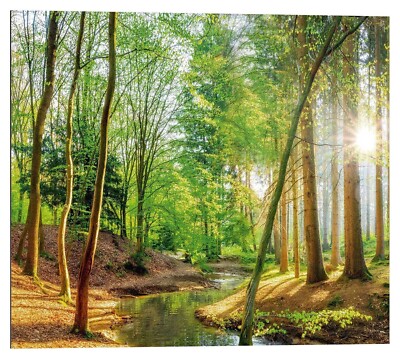 Wandbild Bild Deco-Panel Kunstdruck Braun Grün Wald 40 x 50 cm Spring Woods
