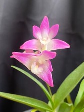 Dendrobium kingianum, Fragrant Blooming Size Orchid Plant Shipped in 4" Pot
