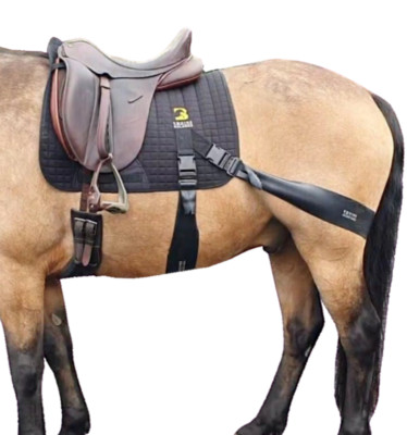 Equine Band System Dressur Core Conditioning Trainingshilfe von Equine Balance