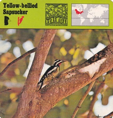 Gelbbauchiger Sapsucker ~ ernährt sich vom Saft und gibt ihn auch seinen Jungen