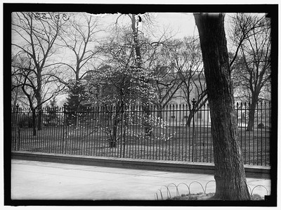 Unidentified Park,Washington,DC,District of Columbia,Harris & Ewing,1919